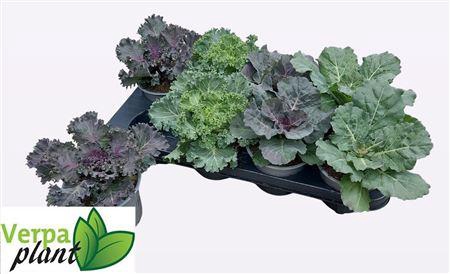 Brassica (sierkool)