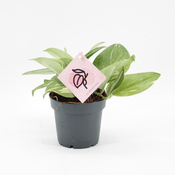 <h4>Scindapsus Rubicon</h4>