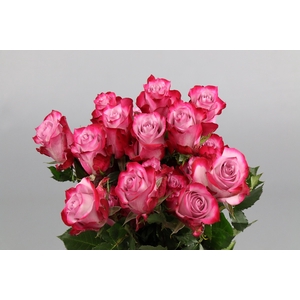 Rosa ec deep purple