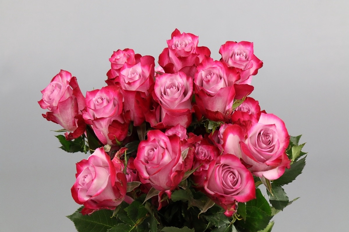 <h4>Rosa ec deep purple</h4>