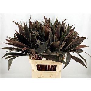 CORDYLINE PURPLE COM
