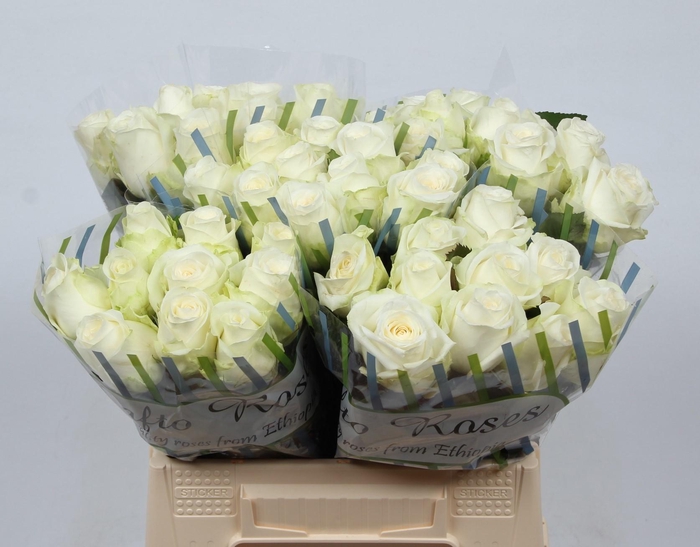 <h4>R GR COUNTDOWN!</h4>