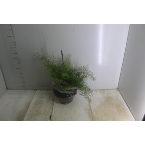 ASPARGO ALFINETE C21