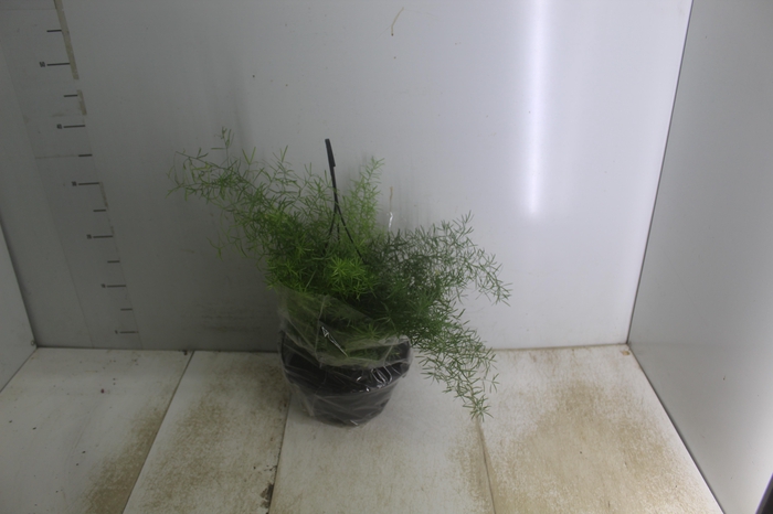 <h4>ASPARGO ALFINETE C21</h4>