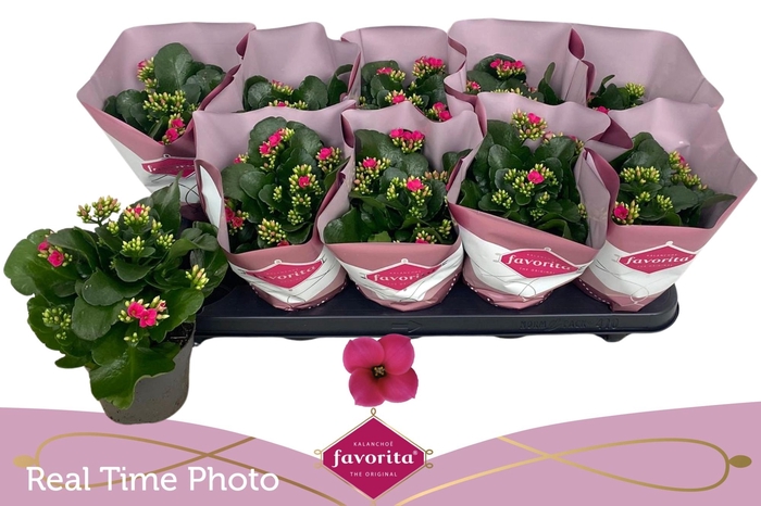 <h4>KAL EN THALIA</h4>