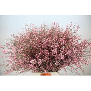 Ginster 400gr Pink P Bunch