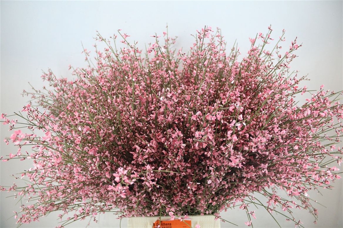 <h4>Ginster 400gr Pink P Bunch</h4>