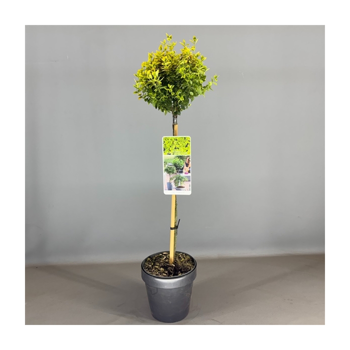 <h4>Euonymus fort. 'Emerald & Gold' C3</h4>