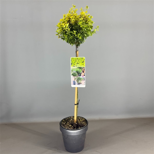 Euonymus fort. 'Emerald & Gold' C3