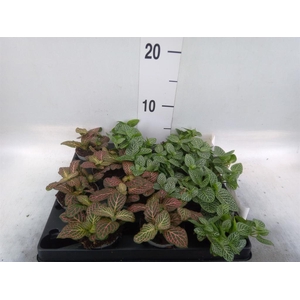 Fittonia ...mix 4