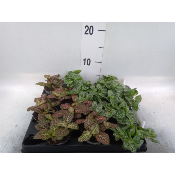 <h4>Fittonia   ...mix 4</h4>