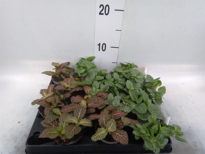 <h4>Fittonia   ...mix 4</h4>
