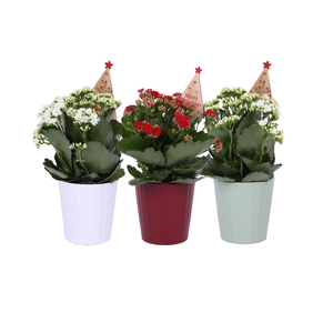 KP-903.2 - Kalanchoe Rosalina 12cm kerstmix met bi
