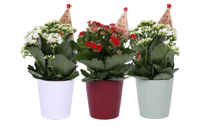 <h4>KP-903.2 - Kalanchoe Rosalina 12cm kerstmix met bi</h4>