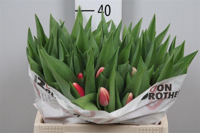 <h4>Tu En Outfit</h4>