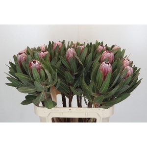 Protea Pink Ice