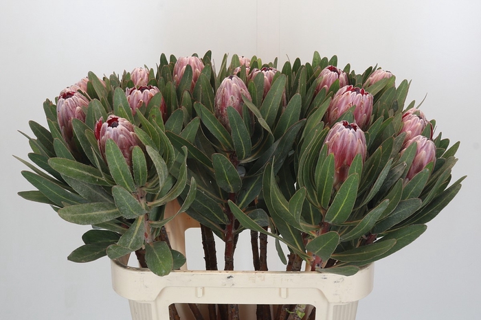 Protea Pink Ice