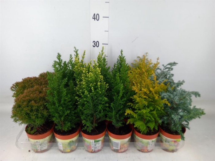 <h4>Conifers   ...mix</h4>