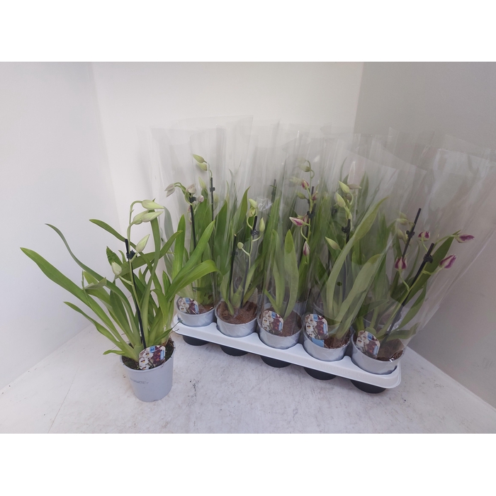 <h4>Miltonia (Cites) 12Ø 45cm 1st</h4>