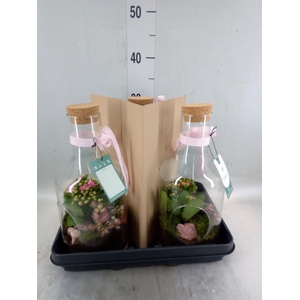 Planten  ..in schaal H%