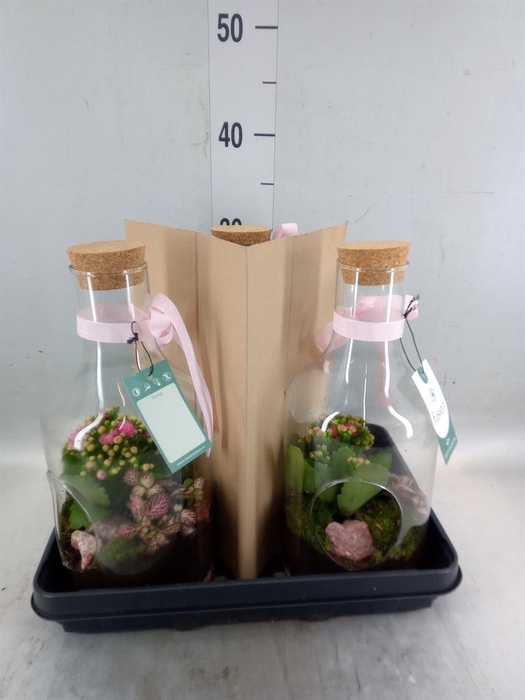 <h4>Planten  ..in schaal H%</h4>