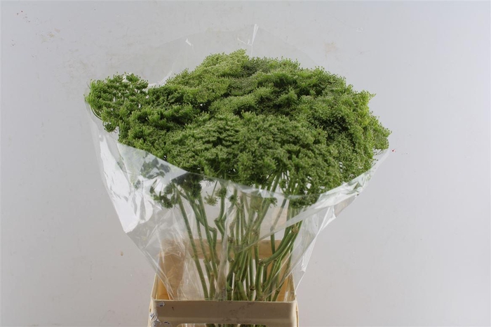<h4>Ammi Vis Green Mist</h4>