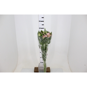 ALSTROEMERIA CHERISH 080 CM