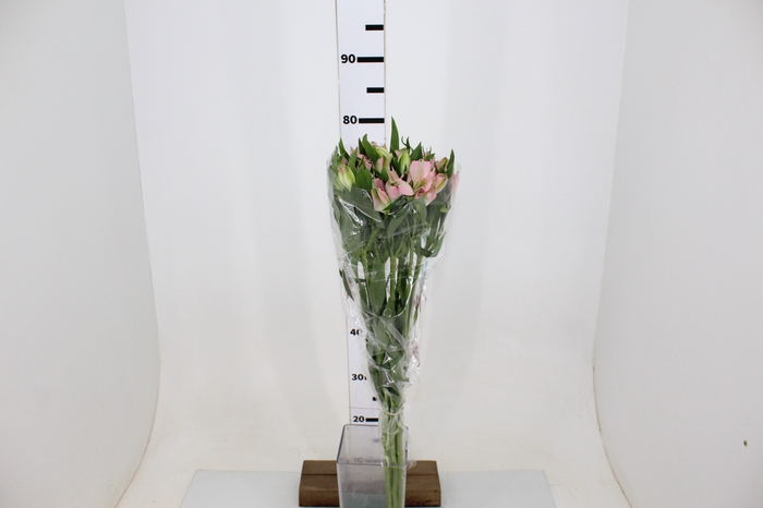 ALSTROEMERIA CHERISH 080 CM