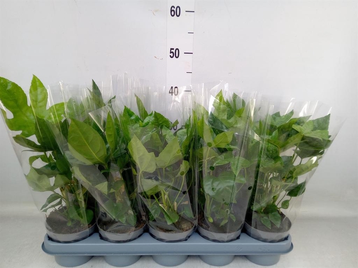 <h4>Fatsia japonica   ...</h4>