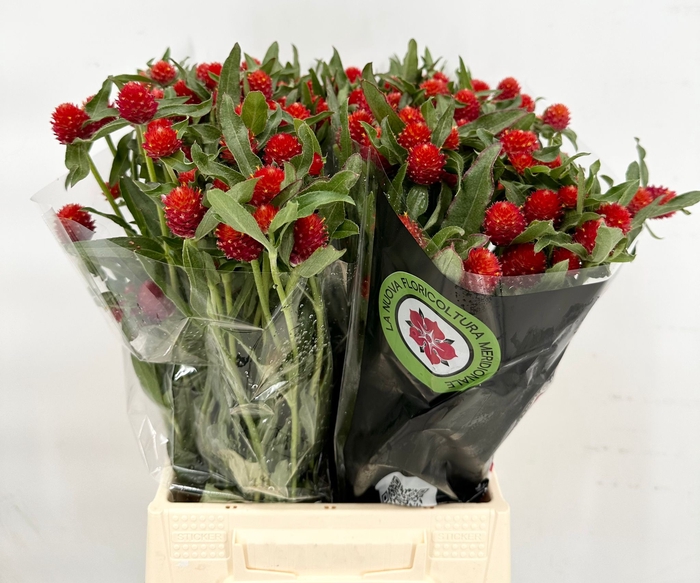 Gomphrena Globosa Strawberry Fields