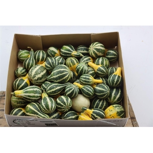 Sier Cuc P Pear Bicolor X50