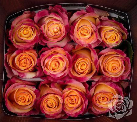 <h4>R Gr Optical Sunset</h4>