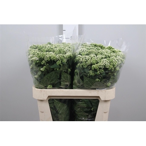 Eupat Rugo Braunlaub