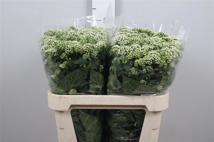 <h4>Eupat Rugo Braunlaub</h4>