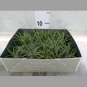 Tillandsia