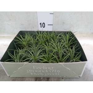 Tillandsia
