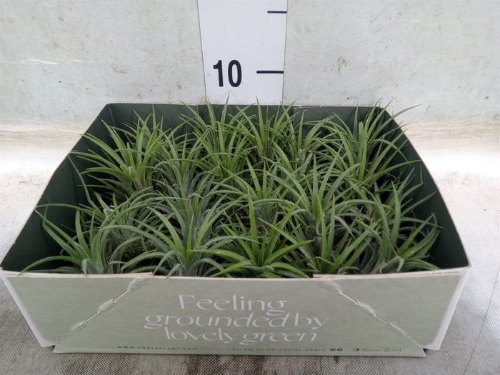 <h4>Tillandsia</h4>