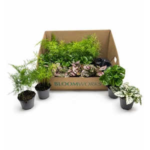 KAMERPL GEM GR 4 SRT