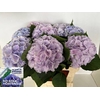 Hydrangea verena pastel lavender