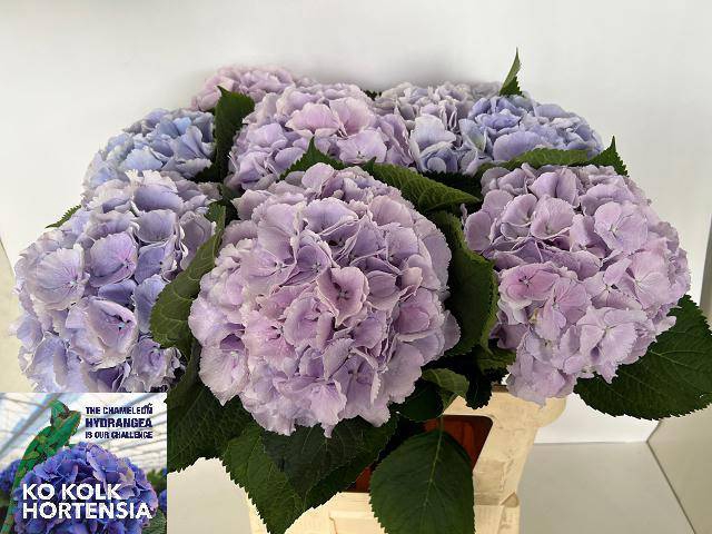 Hydrangea verena pastel lavender