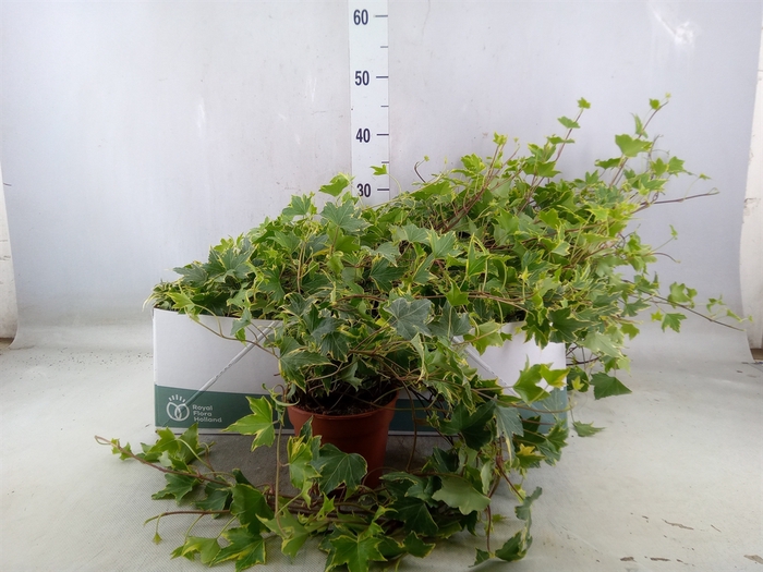 <h4>Hedera helix 'Yellow Ripple'</h4>