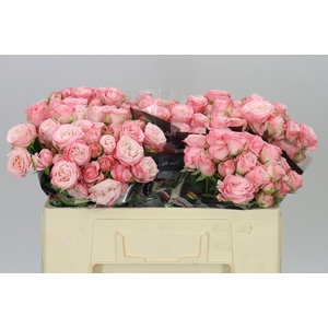 Rosa Tr Madam Bombastic