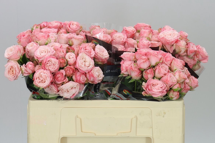 <h4>Rosa Tr Madam Bombastic</h4>