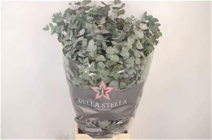 <h4>Euc Cinerea Per Bunch 300 Gram</h4>