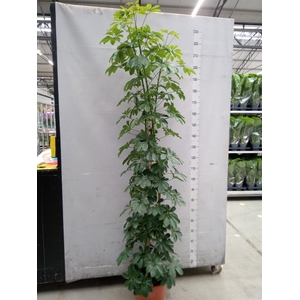 Schefflera arbor. 'Compacta'