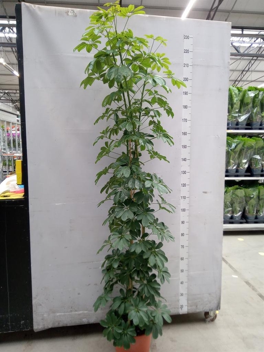 <h4>Schefflera arbor. 'Compacta'</h4>