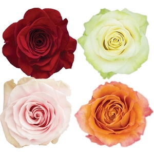 R Gr Mixbox Basic Needs