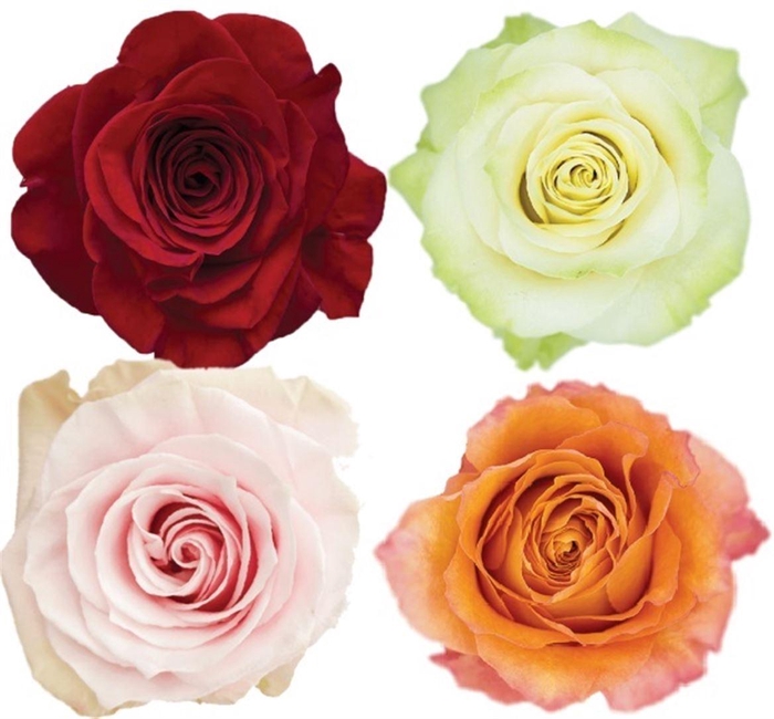 <h4>R Gr Mixbox Basic Needs</h4>