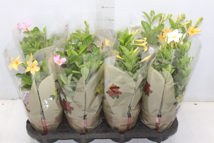 <h4>DIPLADENIA PICOLI P14 VARIADO</h4>