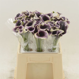 Calla Dubai Night